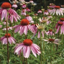 Purple Coneflower Seeds (Organic)