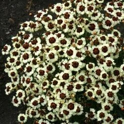 Coreopsis Seeds Corusco Cream Red - Award-Winning Early Bloom Flowers