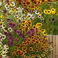 Coreopsis Seeds - Incredible Dwarf Mix