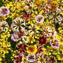 Incredible Sea Shells Mix Coreopsis Seeds - Vibrant Pollinator Garden Mix