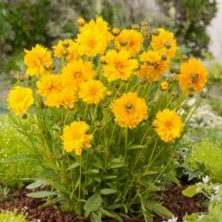 Lance-Leaf Coreopsis Seeds - Sunburst