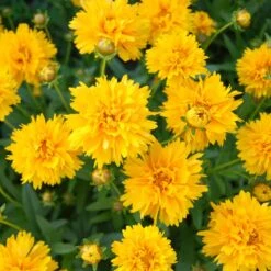 Lance-Leaf Coreopsis Seeds - Sunburst -Eden Brothers Shop coreopsis lance leaf sunburst shk 3