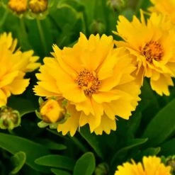 Lance-Leaf Coreopsis Seeds - Sunburst -Eden Brothers Shop coreopsis lance leaf sunburst shk 4