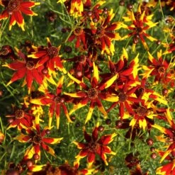 Mardi Gras Coreopsis Seeds - Easy-to-Grow Star-Shaped Wildflower