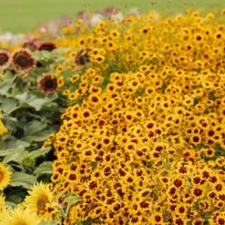 Plains Coreopsis Seeds - Mixed -Eden Brothers Shop coreopsis plains mac 3