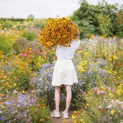 Plains Coreopsis Seeds - Mixed -Eden Brothers Shop coreopsis plains mac 4