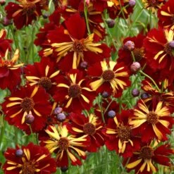Coreopsis Roulette Flower Seeds: Vibrant Red and Gold Garden Blooms