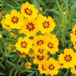 Coreopsis Seeds - Sterntaler Yellow Wildflower for Low-Maintenance Gardens