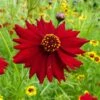 Plains Coreopsis Seeds - Tall Red