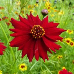 Plains Coreopsis Seeds - Tall Red