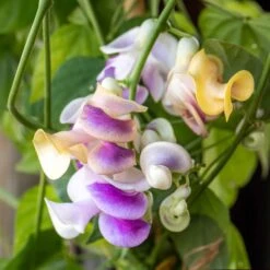 Fragrant Corkscrew Vine Seeds - Rare Fast-Growing Exotic Climber