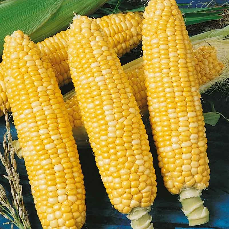 Ambrosia Hybrid Sweet Corn Seeds - Extra Sweet Bi-Color Variety 1 Ambrosia Hybrid Sweet Corn Seeds - Extra Sweet Bi-Color Variety