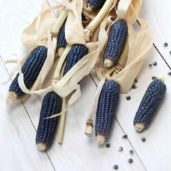 Corn Seeds - Blue Hopi