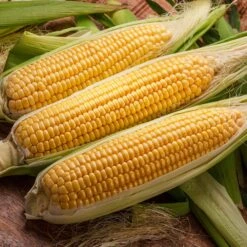 Bodacious Hybrid Sweet Corn Seeds - Long-Lasting Golden Kernels