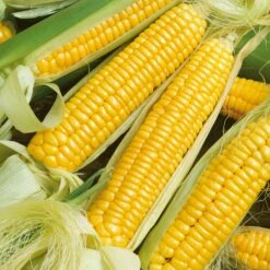 Golden X Bantam Corn Seeds - High-Yield Hybrid Sweet Corn