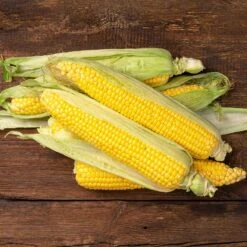 Jubilee Sweet Corn Seeds: The Ultimate Choice for Preserving & Freezing