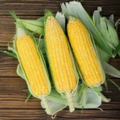 NK 199 Sweet Corn Seeds - Steady & Sturdy High-Yield Variety