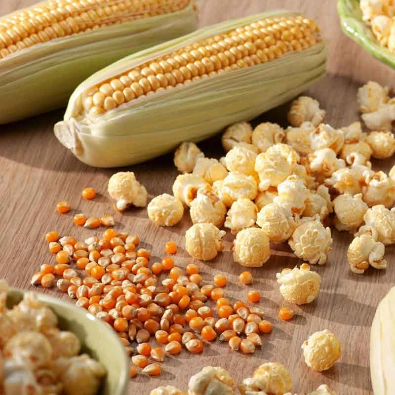 Premium Popcorn Seeds β Grow and Harvest Your Own Movie Night Snacks 1 Premium Popcorn Seeds β Grow and Harvest Your Own Movie Night Snacks