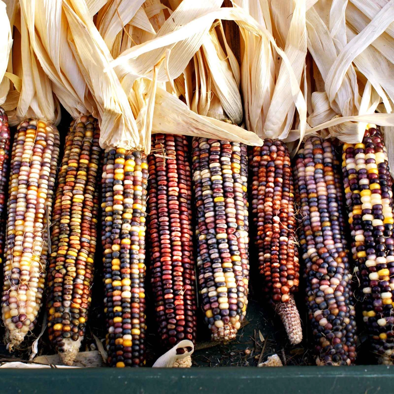 Corn Seeds - Rainbow Mix 1 Corn Seeds - Rainbow Mix
