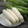 Silver Queen Sweet Corn Seeds: The Classic High-Yield White Variety