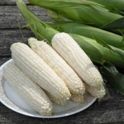Silver Queen Sweet Corn Seeds: The Classic High-Yield White Variety