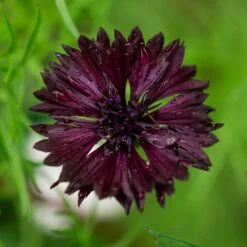 Cornflower / Bachelor Button Seeds - Almost Black
