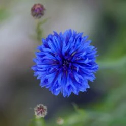 Cornflower / Bachelor Button Seeds - Dwarf Blue