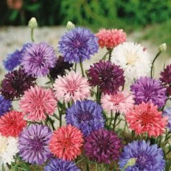 Cornflower / Bachelor Button Seeds - Dwarf Mix