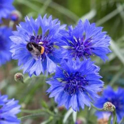 Cornflower / Bachelor Button Seeds - Early Victory