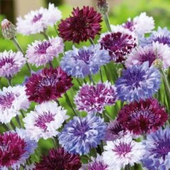 Cornflower / Bachelor Button Seeds - Frosty Mix