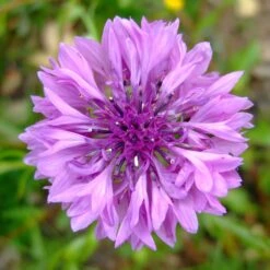 Cornflower / Bachelor Button Seeds - Mauve