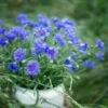 Cornflower / Bachelor Button Seeds - Tall Blue