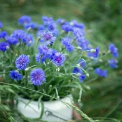 Cornflower / Bachelor Button Seeds - Tall Blue
