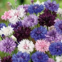 Cornflower / Bachelor Button Seeds - Tall Mix