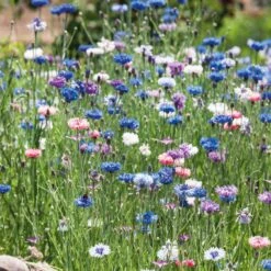 Cornflower / Bachelor Button Seeds - Tall Mix -Eden Brothers Shop cornflower tall mix ndp 5