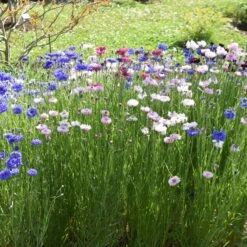 Cornflower / Bachelor Button Seeds - Tall Mix -Eden Brothers Shop cornflower tall mix shk 4 7494ee07 9619 4fa6 8bc6 6dd0c1abcdf7