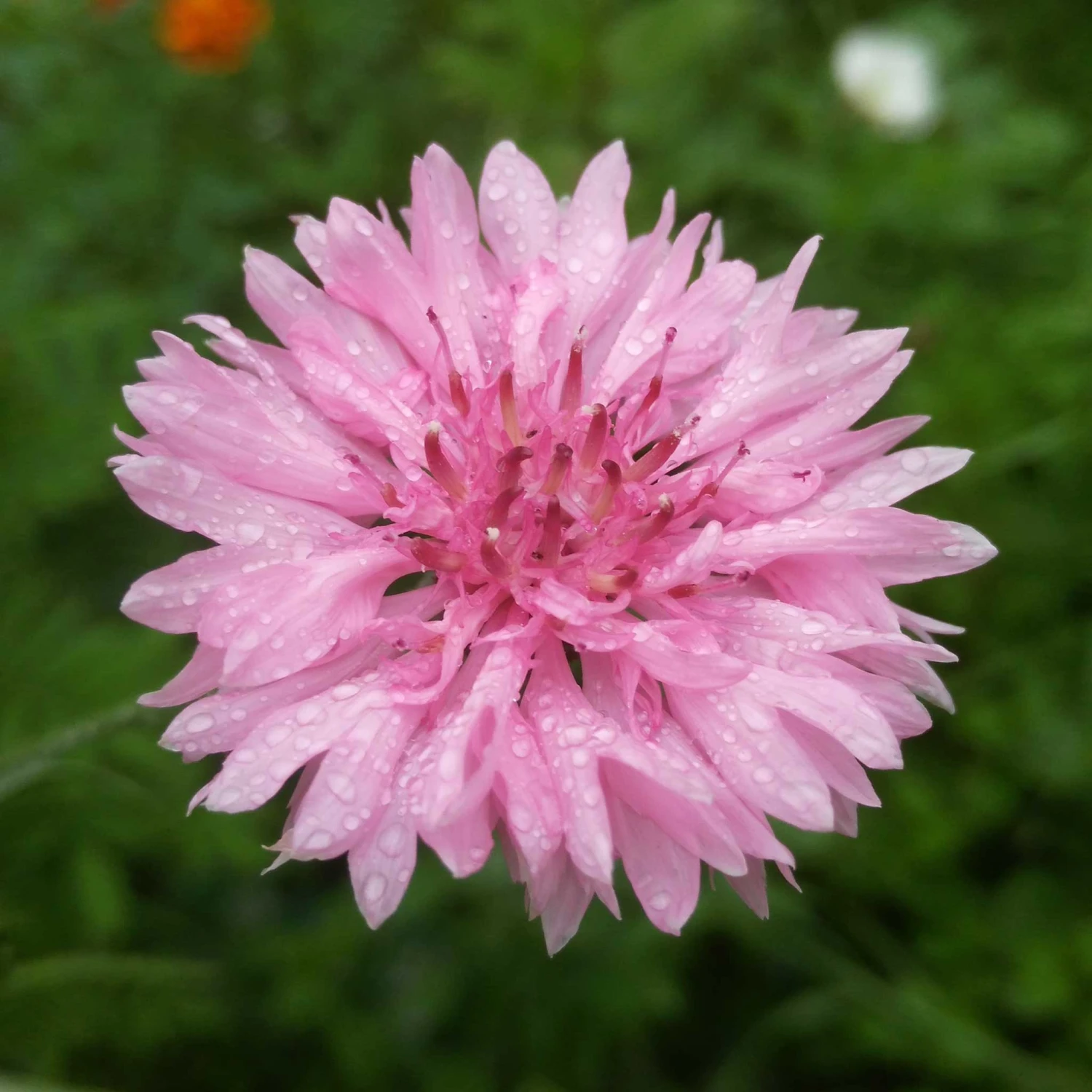 Cornflower / Bachelor Button Seeds - Tall Pink 1 Cornflower / Bachelor Button Seeds - Tall Pink