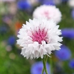 Cornflower / Bachelor Button Seeds - Tall Pink 7 Cornflower / Bachelor Button Seeds - Tall Pink -Eden Brothers Shop cornflower tall pink shk 3
