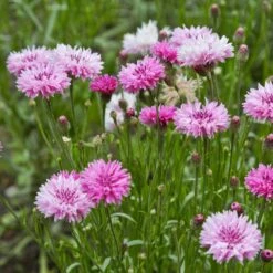 Cornflower / Bachelor Button Seeds - Tall Pink 8 Cornflower / Bachelor Button Seeds - Tall Pink -Eden Brothers Shop cornflower tall pink shk 4