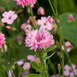 Cornflower / Bachelor Button Seeds - Tall Pink 9 Cornflower / Bachelor Button Seeds - Tall Pink -Eden Brothers Shop cornflower tall pink shk 5