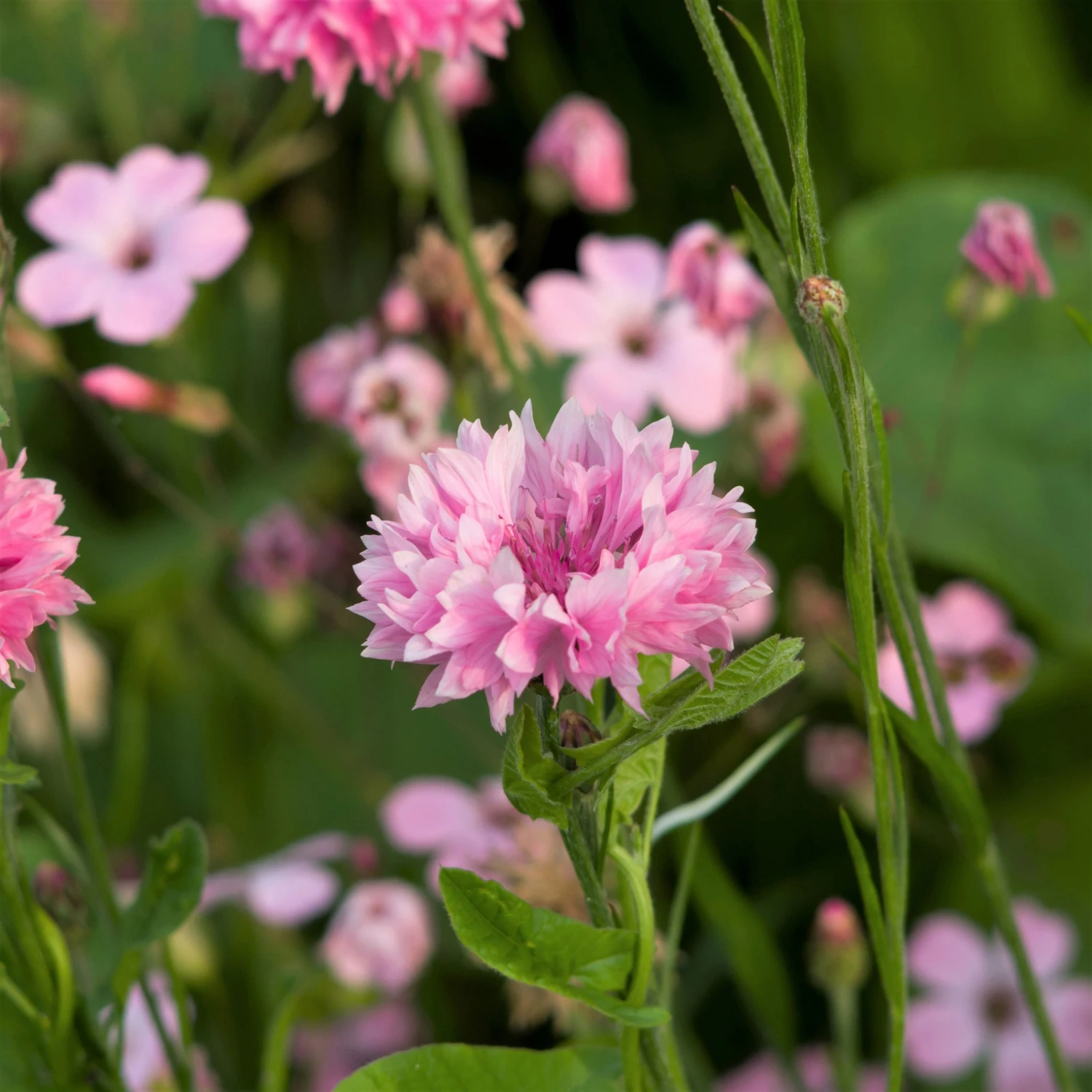 Cornflower / Bachelor Button Seeds - Tall Pink 5 Cornflower / Bachelor Button Seeds - Tall Pink - Image 5
