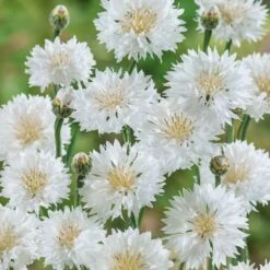 Cornflower / Bachelor Button Seeds - Tall White