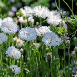 Cornflower / Bachelor Button Seeds - Tall White -Eden Brothers Shop cornflower tall white shk 4