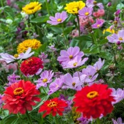 Cosmic Zen - Zinnia & Cosmos Flower Seed Mix