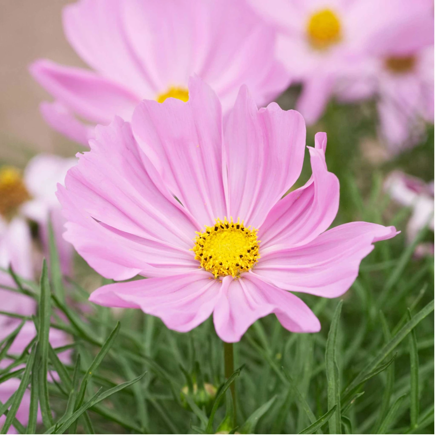 Apollo Lovesong Cosmos Seeds: Elegant Pink & White Bi-Color Blooms 2 Apollo Lovesong Cosmos Seeds: Elegant Pink & White Bi-Color Blooms - Image 2