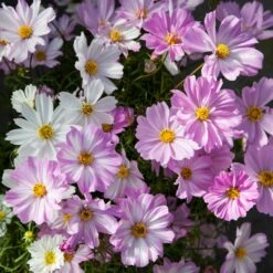 Apollo Lovesong Cosmos Seeds: Elegant Pink & White Bi-Color Blooms