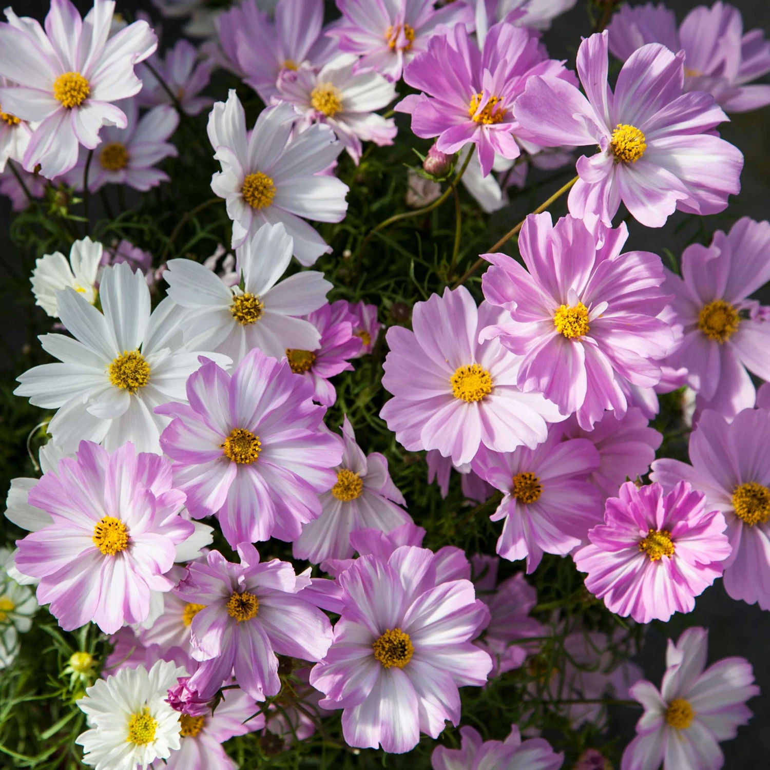 Apollo Lovesong Cosmos Seeds: Elegant Pink & White Bi-Color Blooms 1 Apollo Lovesong Cosmos Seeds: Elegant Pink & White Bi-Color Blooms
