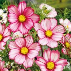 Vibrant Candystripe Cosmos Seeds for Stunning Bicolor Blooms