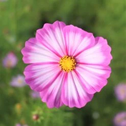 Vibrant Candystripe Cosmos Seeds for Stunning Bicolor Blooms -Eden Brothers Shop cosmos candystripe shk 3