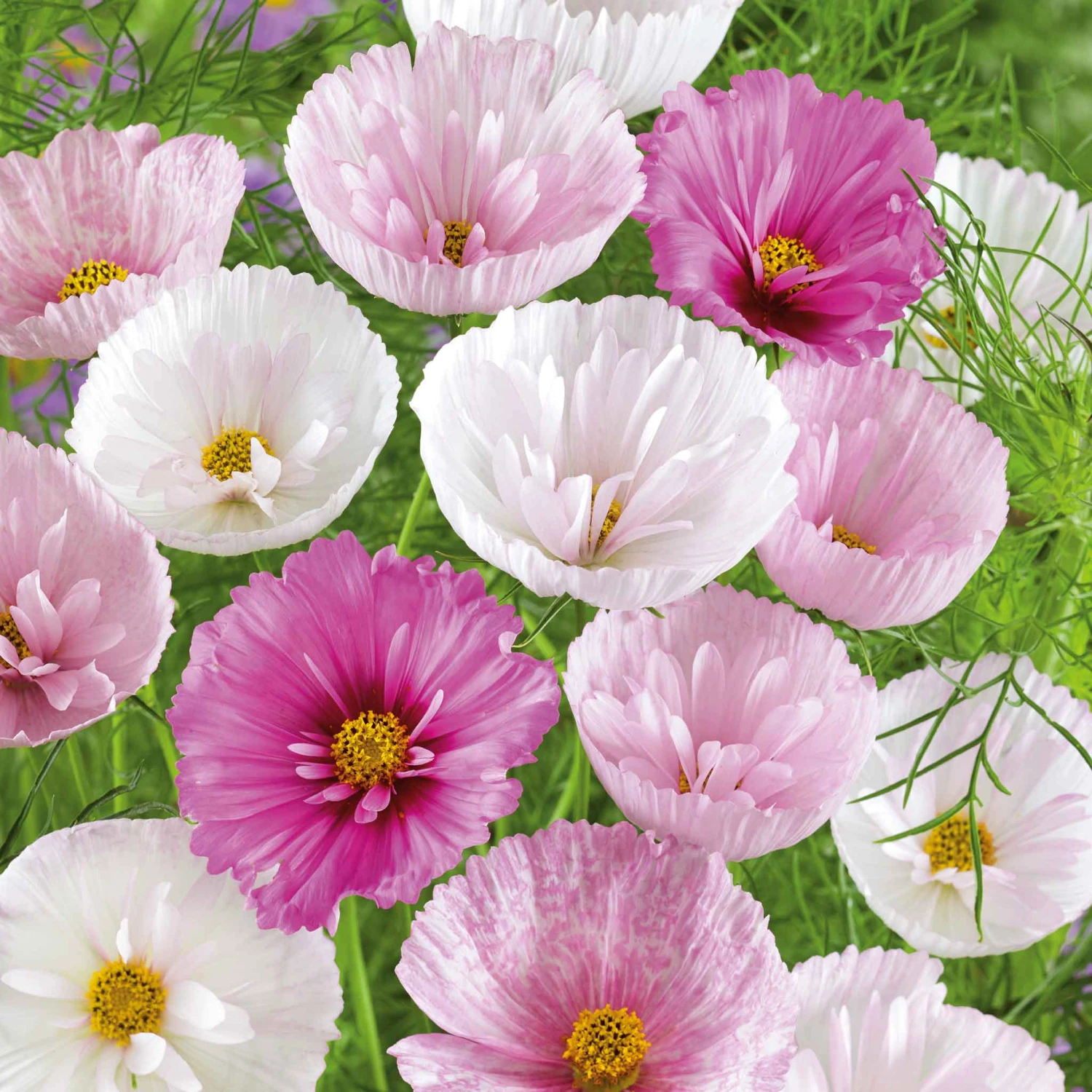 Cupcake Mix Cosmos Seeds - Elegant Blush & White Garden Flower Blend 1 Cupcake Mix Cosmos Seeds - Elegant Blush & White Garden Flower Blend